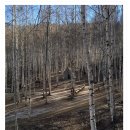 자작나무집 펜션 이미지