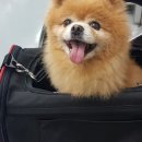 신영동물병원 이미지