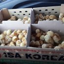 성진부화장 네이버블로그