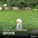 메인독 | 양주 애견카페 네이처독 오프리쉬 반려견파크 솔직후기