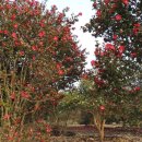 서광자동차랜드 이미지