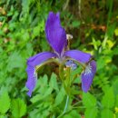 한붓꽃그림 이미지