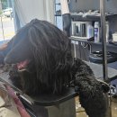 메종 드 펫 이미지