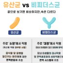 알만장 | 비피더스 유산균 추천 1일 1캡슐 장 건강 후기