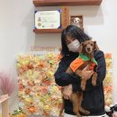 쁜이네곳간 | 강아지 수제쿠키 만들기 애견동반 원데이 클래스 (서울대입구 쁜이네 살롱&amp;곳간)