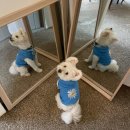 숲속펜션 | 강원도 화천 반려견동반 가능 숲속카페 &amp;펜션 내돈내산 찐만족후기