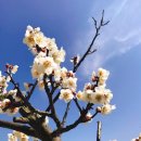 현천고등학교 | 광양매화축제와 구례산수유 꽃놀이 후기