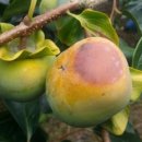 일소