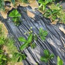 개안농장 이미지