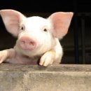 북아현동물병원 이미지