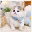 광주 고양이 분양 냥블리 광주점 | 광주고양이분양 분양샵