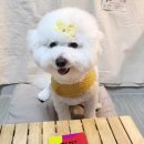 오드투펫 | [오드투펫] 니트리본하네스💛