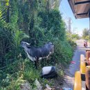 가족 | 호이안 버기카 투어 5가족 당일치기 후기 코스 가격 팁