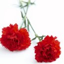 용두 Daum카페