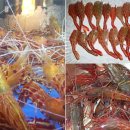 삼산대가리 이미지