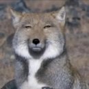 다운비디오 | 비디오자키 스타베리 머플러 브라운 내돈내산 후기