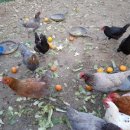 형국농장 이미지