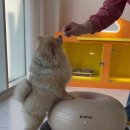 멍문사립유치원 리틀멈머 이미지