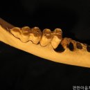 평화치과의원 네이버블로그