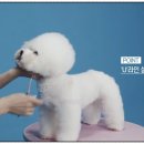 오드리펫 이미지