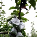 큰샘농원 이미지