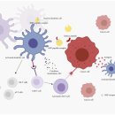 Re: Heat Shock Proteins in Cancer Immunotherapy 이미지