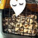 중동 우리아이 동물병원 이미지