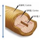 두피모발클리닉