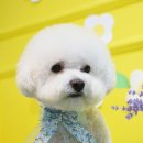 베이비숑 펫살롱 이미지