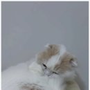 냥카페,루브 | 안산고양이카페 냥카페루브 경험후기. 중앙역 근처에서 만나는 특별한 힐링 공간 이야기.