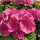 이명희농장 이미지