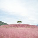 합천천 | 경남 합천 신소양체육공원 핑크뮬리 개화시기 황화코스모스 명소 실시간