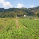 삼용농장 이미지