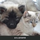 숲속동물병원 | 파주동물병원 숲속노을동물병원 진료 및 비용 확인 시 체크포인트