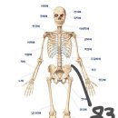 키 150cm인데 골반까지 83cm이면 평균이야? 짧은편이야? 이미지