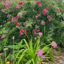 풀꽃마중 이미지