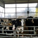 도고목장 이미지