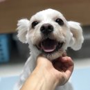 당당이 애견 | [❤️입양후기❤️] 370. 당당이🐶