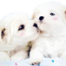 이쁜강아지 이미지