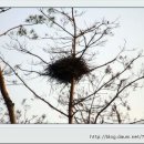 까치집 이미지