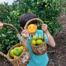 운기농장 | 제주 귤따기체험 9월 보메와산 내돈내산