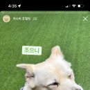 아소비 퍼피스 | [인천 남동구 서창동 프리미엄 애견호텔] 아소비퍼피스 밀린 호텔링 후기