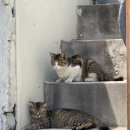 프롬유