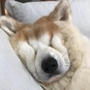 눈코입
