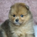 예빈켄넬 이미지