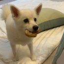 도그라움 이미지