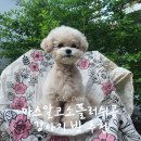 [강아지빗 추천] 마스알코스 강아지콤빗 실제 사용후기 (몬트라움)