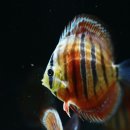 내외로R 이미지