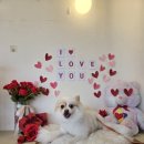 도그모루 애견유치원 이미지