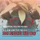 제주순복음종합사회복지관 | 제주 복지관 원예 수업 강사 파견 l 호야 식물로 토피어리 만들기 체험 활동